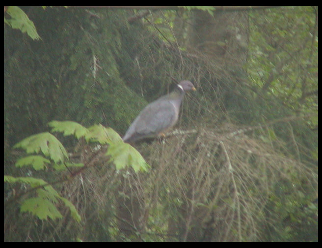 This was a pheasant in a tree in our backyard.
