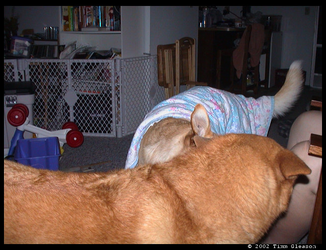 Baja and Maya wrestling...Maya has Logan's blanket on.