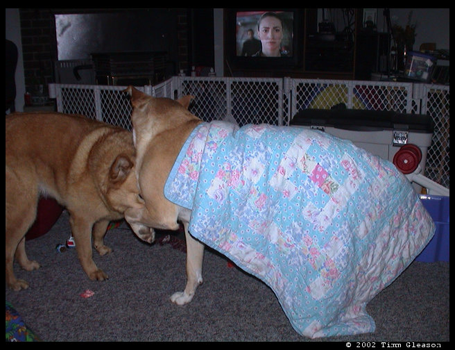 Maya wearing Logan's blanket.