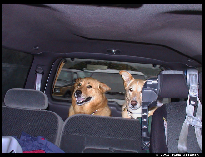 Baja and Maya sitting in the car waiting for the ferry.