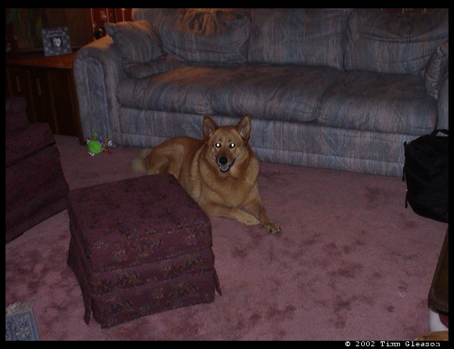 Baja at Grandma Zoe's and Grandpa Rick's relaxing.