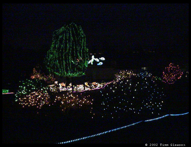Trees and fish all done in lights.