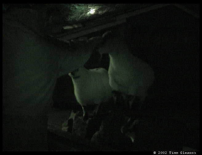 A terrible picture of Logan reaching out to the goats in the petting zoo.