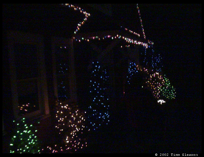 Look at all the lights on these bushes.