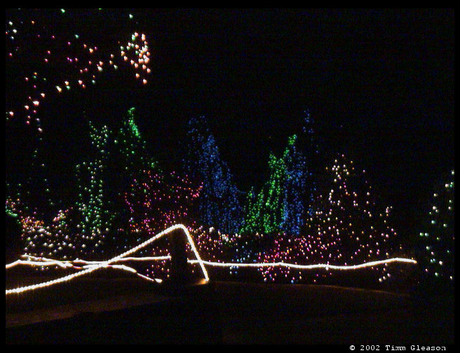 A whole bunch of pretty trees.