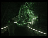 A beautiful shot of the Zoo Lights.