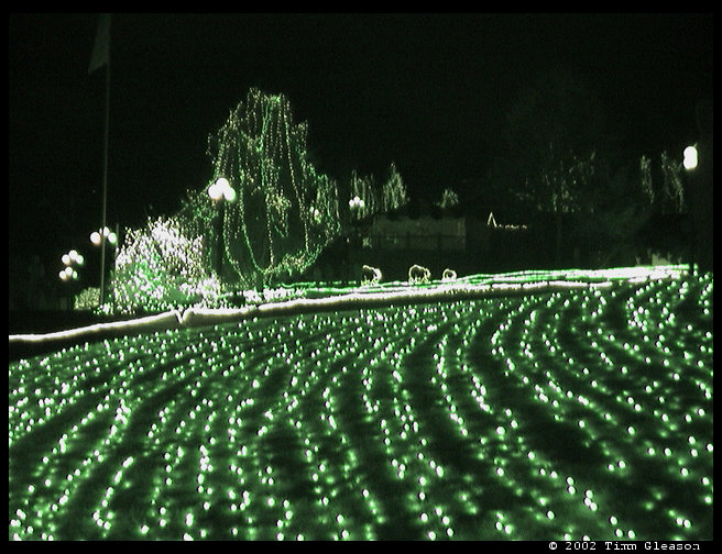 There were thousands of lights all over the ground, trees and every where.