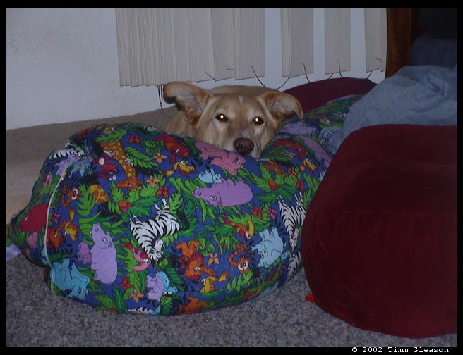 Maya enjoying herself on Logan's beanbag chair.