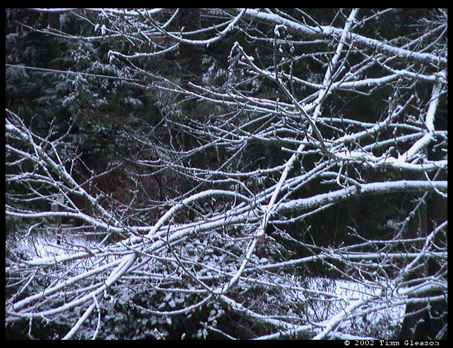 Snow covered branches.