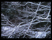 Snow covered branches.