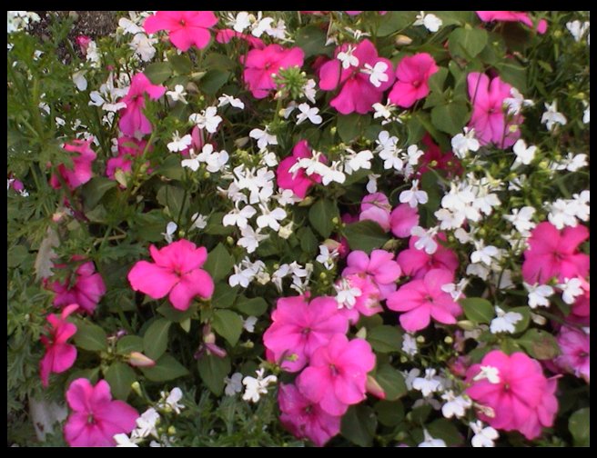 My huge pot of flowers.