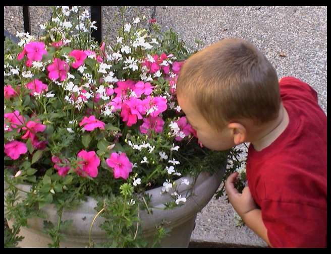 Logan sticking his whole head in the flowers.
