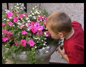 Logan sticking his whole head in the flowers.