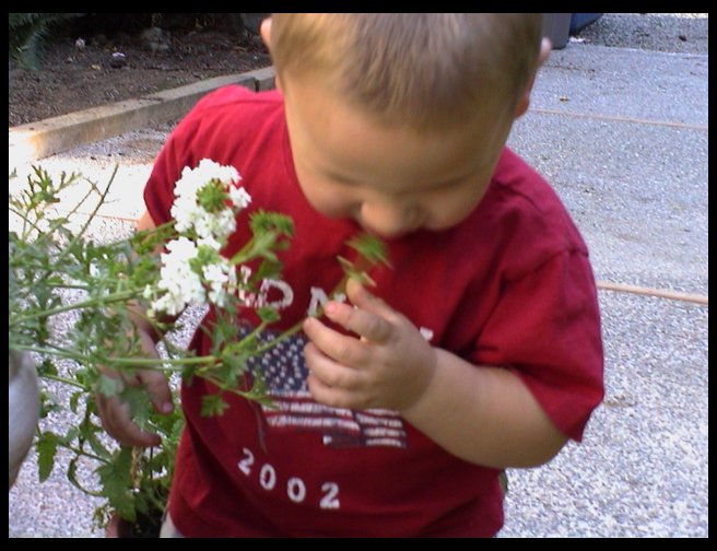 Logan enjoying mom's flowers