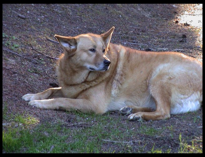 Baja enjoying a day in the yard.