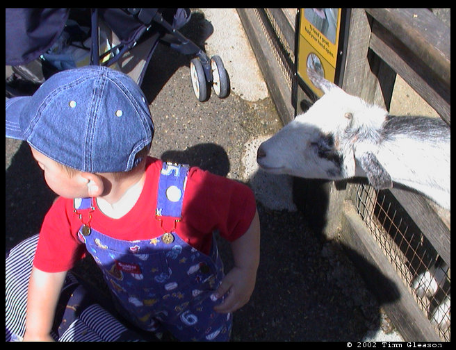 Logan looking for more food. 