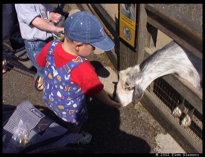 Logan loved feeding the goats. 