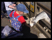 Logan loved feeding the goats. 