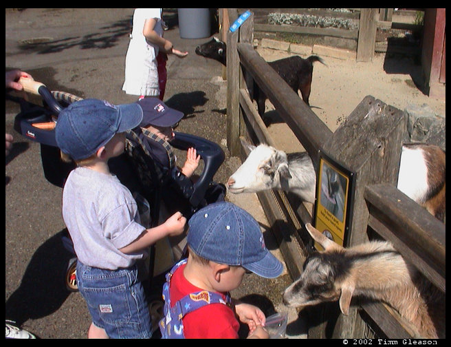 Lucas, Jared and Logan feeding the goats. 