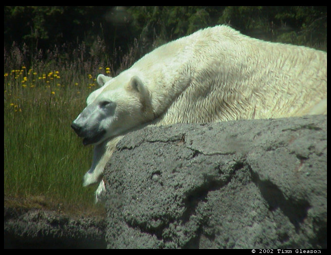 The real Polar Bear. 