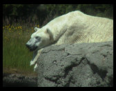 The real Polar Bear. 