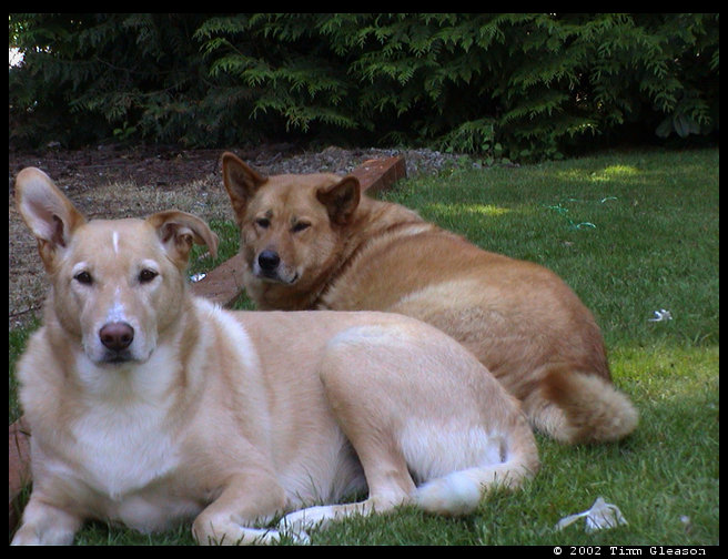 Baja & Maya enjoying the front yard. 