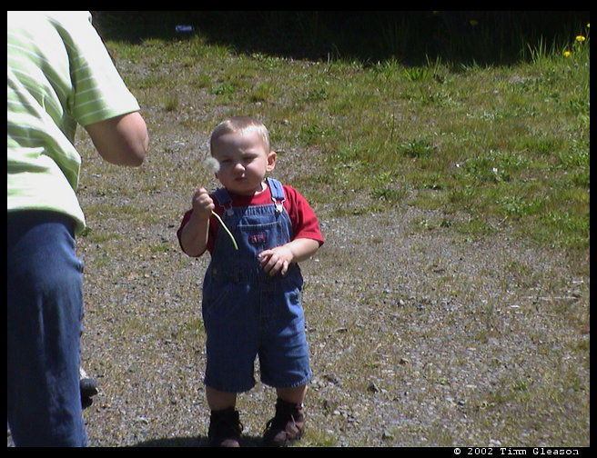 Logan enjoying the joy of dandelion blowing