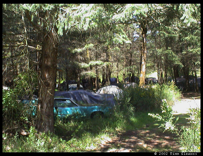 It was amazing these cars are just out in the woods and there were hundreds of them.