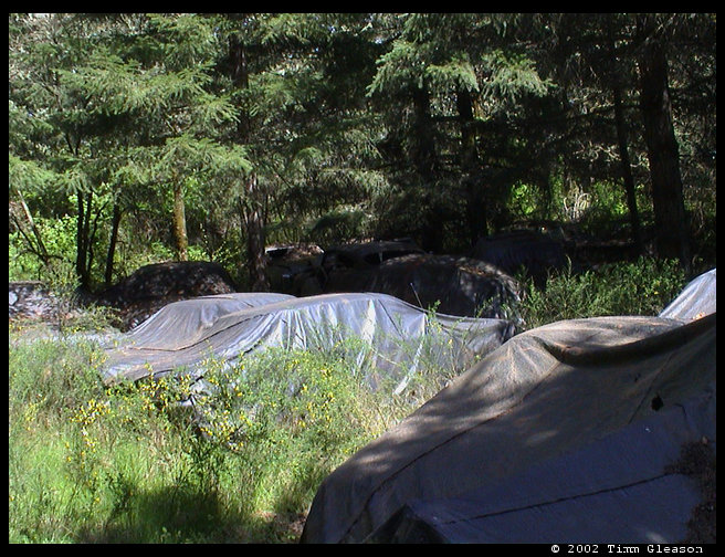 These are cars covered in tarps on the acreage where the car collection is located.