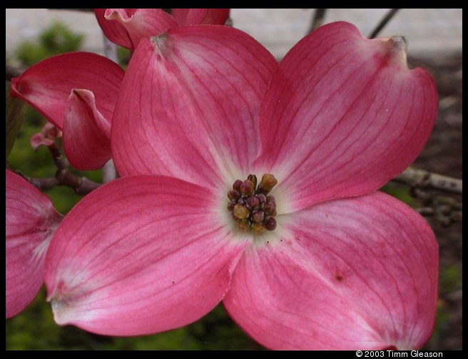 Pink dogwood tree